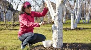 Προστασία δέντρων από ασθένειες με ασβέστωμα