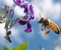 Οι μέλισσες και τα φυτά επικοινωνούν μέσω ηλεκτρικών σημάτων