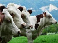 Σε καραντίνα τα βοοειδή του Έβρου λόγω οζώδους δερματίτιδας