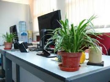 Τα φυτά στο γραφείο αυξάνουν την παραγωγικότητα