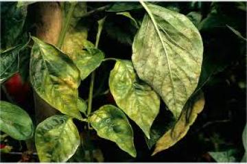 Ασθένειες των φυτών: συμπτώματα και τεχνικές πρόληψης