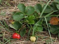 Φράουλα, μια σχετικά εύκολη καλλιέργεια