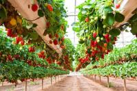 Φράουλα: καλλιέργεια