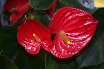 Ανθούριο: φυτό με εντυπωσιακά άνθη