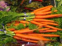 Καλλιέργεια καρότου