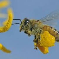 Μέλισσες: αντανάκλαση μιας ανώτερης νοημοσύνης