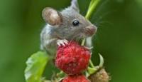 Αποτρέψτε τα ποντίκια από τα φυτά σας, με φυσικούς τρόπους
