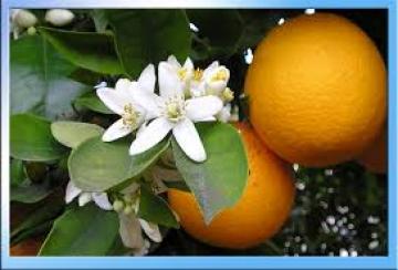 Πορτοκαλιά: καλλιέργεια και ποικιλίες