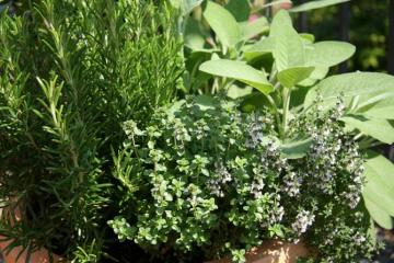 Δημιουργήστε μια πράσινη γωνιά με αρωματικά φυτά