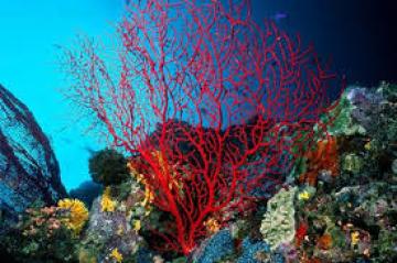 Τα κοράλλια αποχρωματίζονται και πεθαίνουν