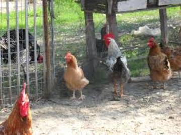 Κοτόπουλα και τα αυγά ελευθέρας βοσκής: είναι βιολογικά;