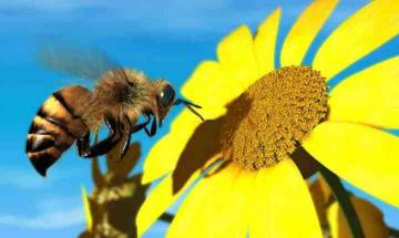 Μέλλισες: είδος υπό εξαφάνιση;