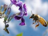 Οι μέλισσες και η οργάνωση του μελισσιού