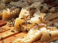 Σχετικά με τη μελισσοκομία