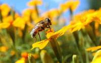Οι μέλισσες συμβάλλουν στην αναπαραγωγή των φυτών