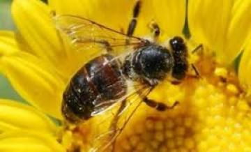 Μέλισσες που ... ορέγονται τα εντομοκτόνα;