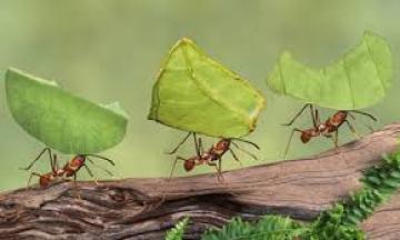 Γνωρίζετε γιατί τα μυρμήγκια πίνουν οξυζενέ;