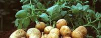 Εύκολη καλλιέργεια πατάτας
