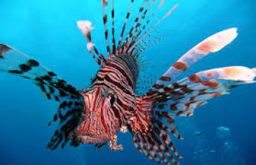 Θαλάσσια είδη με δηλητηριώδη αγκάθια στις θάλασσες της Ρόδου