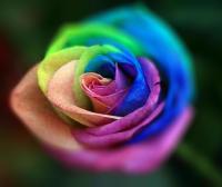 Τριαντάφυλλα σε χρώματα που δεν έχετε ξαναδεί