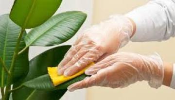 Πως θα καθαρίσουμε τα φύλλα από τα φυτά μας