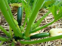 Καλλιεργείστε κολοκύθι στο σπίτι σας