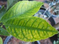 Τροφοπενία Σιδήρου: ασθένεια των φυτών